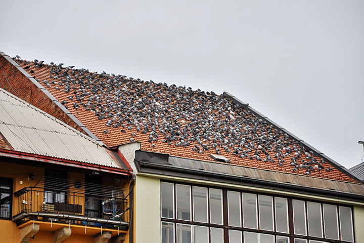 A2B Pest Control are able to install spikes to deter birds from roofs in Loughton. 