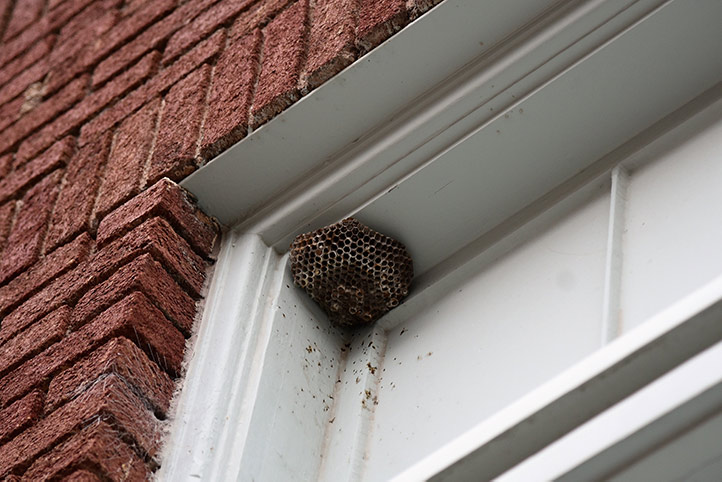 We provide a wasp nest removal service for domestic and commercial properties in Loughton.